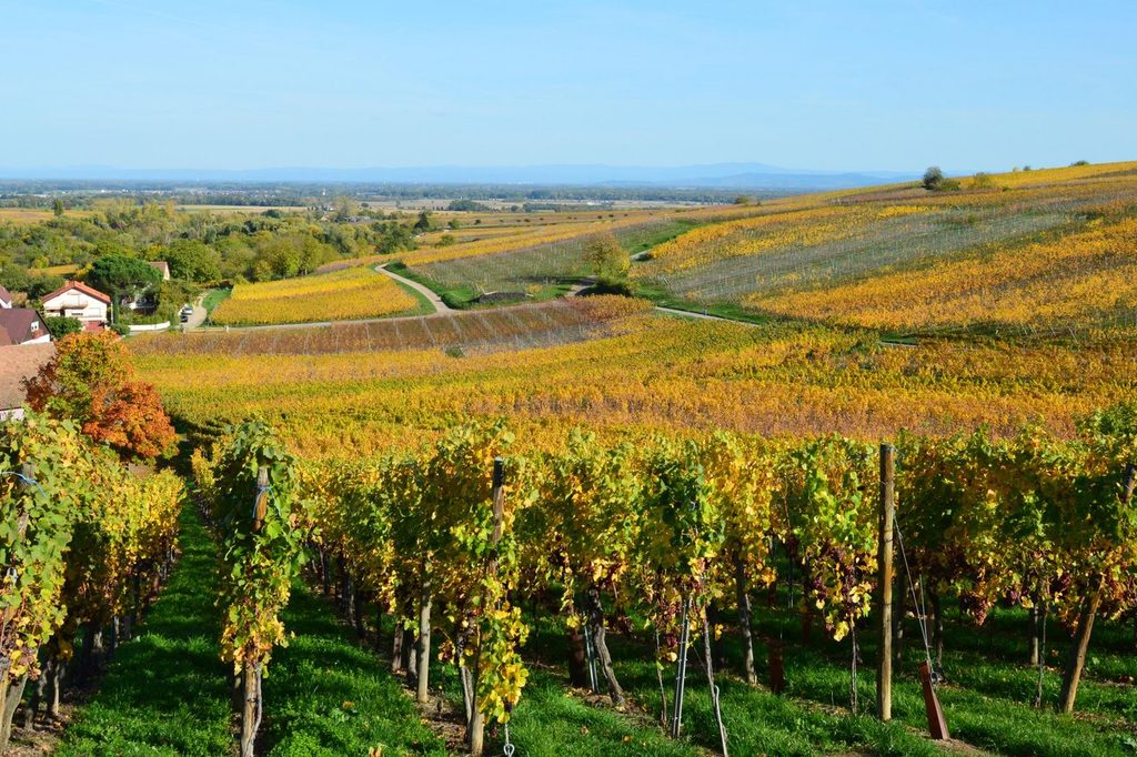 Vinice na svahoch nad mestečkom pod pohorím na jeseň
